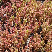 crassula connata